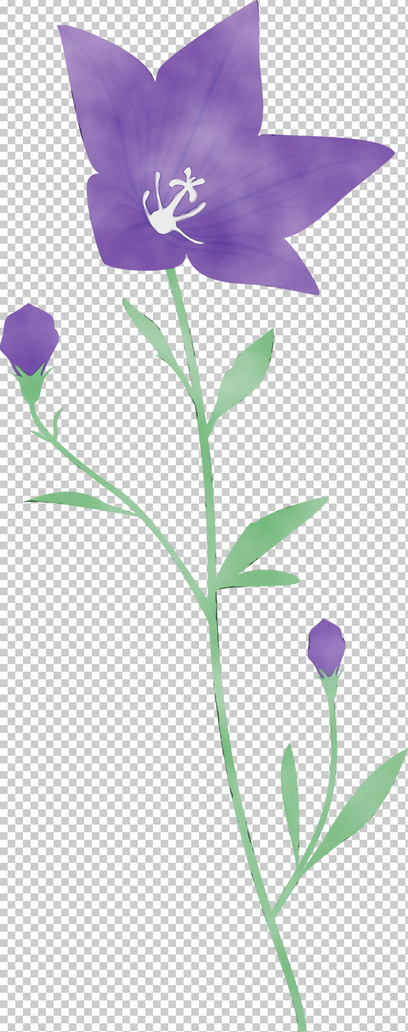 Lavender PNG, Clipart, Balloon Flower, Bellflower Family, Bellflowers, Biology, Flora Free PNG Download