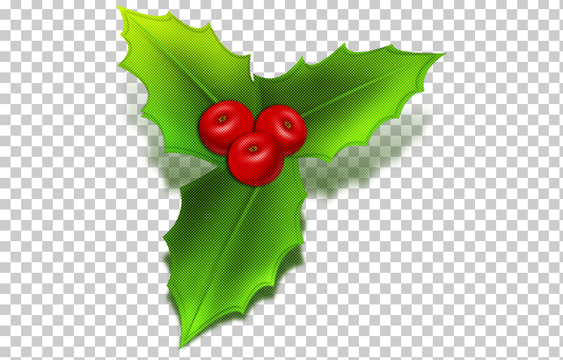 Holly PNG, Clipart, Flower, Green, Holly, Leaf, Plant Free PNG Download