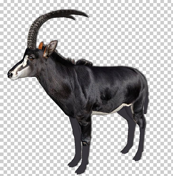 Cattle Antelope Goat Horn Wildlife PNG, Clipart, Animal, Antelope, Cattle, Cattle Like Mammal, Cow Goat Family Free PNG Download