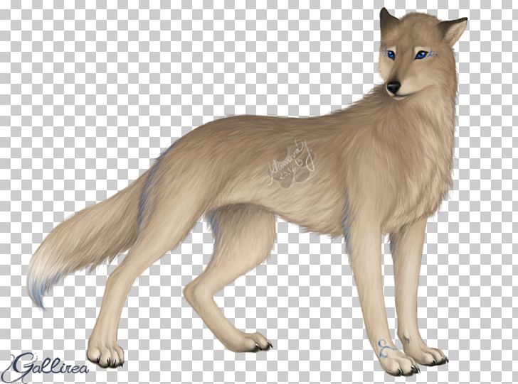 Jackal Gray Wolf Cat Fur Terrestrial Animal PNG, Clipart, Animal, Animals, Carnivoran, Cat, Cat Like Mammal Free PNG Download