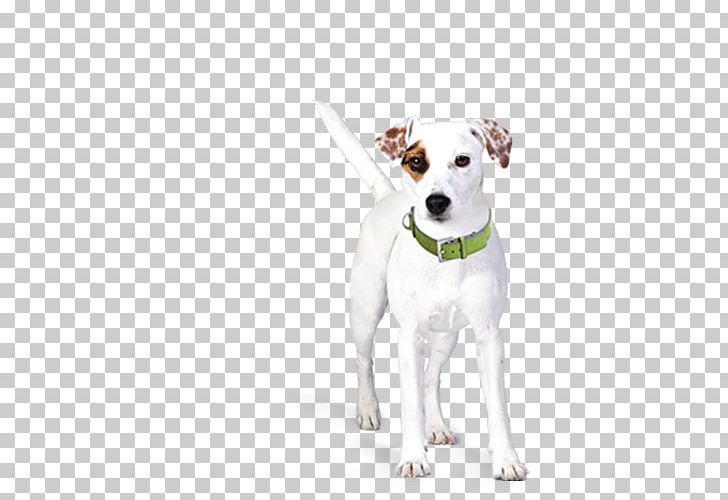 Parson Russell Terrier Jack Russell Terrier Dog Collar Leash Puppy PNG, Clipart, Animals, Breed Group Dog, Canidae, Carnivoran, Companion Dog Free PNG Download