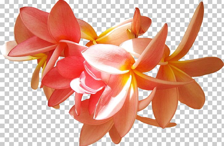 Petal Flower Frangipani PNG, Clipart, Cut Flowers, Download, Exotic Flowers, Flower, Flowers Free PNG Download