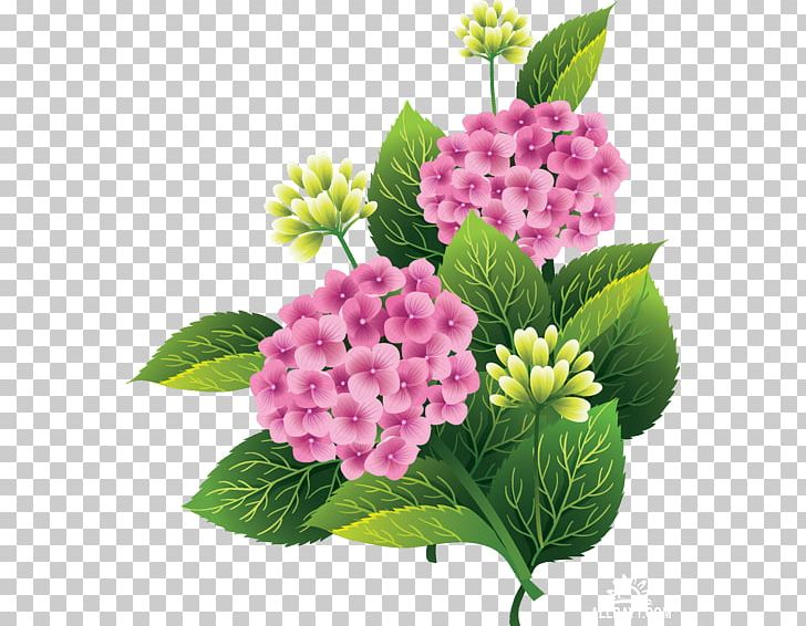 Cut Flowers Portable Network Graphics PNG, Clipart, Annual Plant, Chamomile, Cornales, Cut Flowers, Florets Free PNG Download