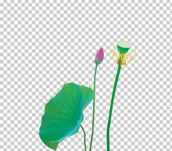 Nelumbo Nucifera Computer File PNG, Clipart, Computer File, Download, Encapsulated Postscript, Euclidean Vector, Flower Free PNG Download