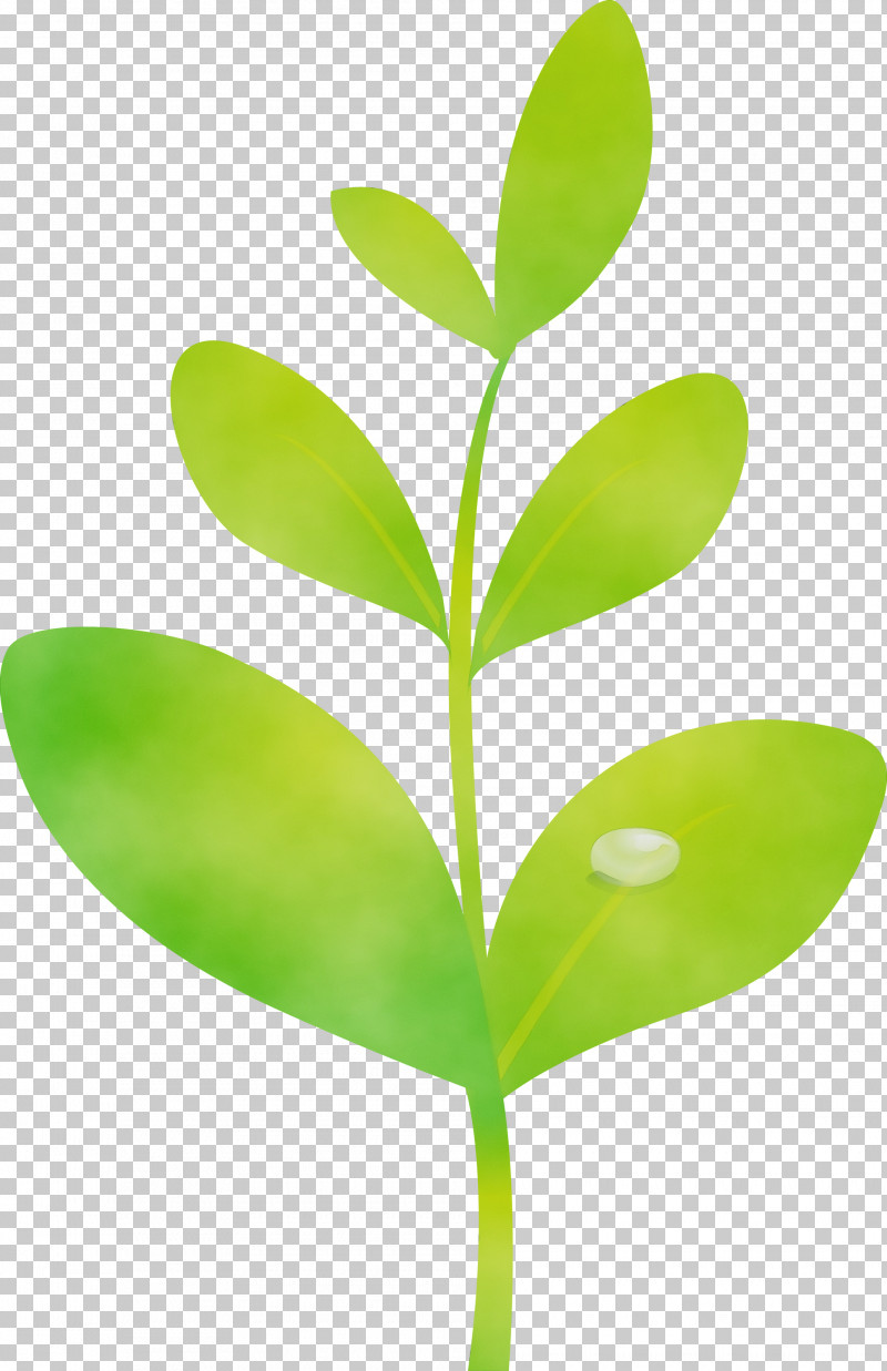 Leaf Green Plant Flower Plant Stem PNG, Clipart, Bud, Flower, Flush, Green, Hypericum Free PNG Download