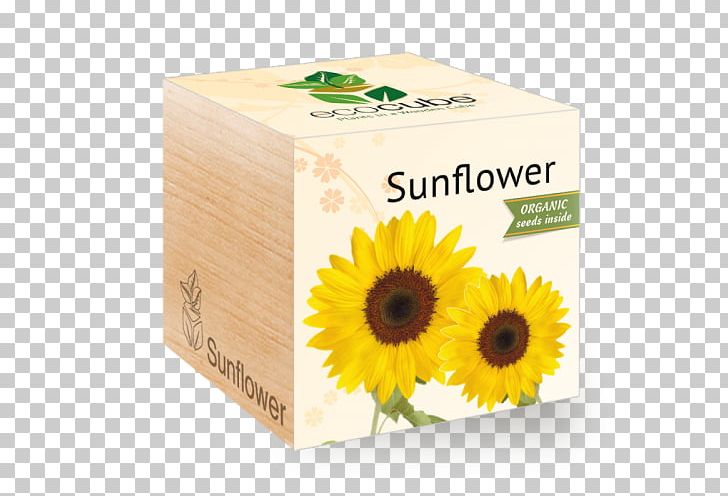 Common Sunflower Sunflower Seed Daisy Family PNG, Clipart, Common Sunflower, Cube, Daisy Family, Environmentally Friendly, Flower Free PNG Download