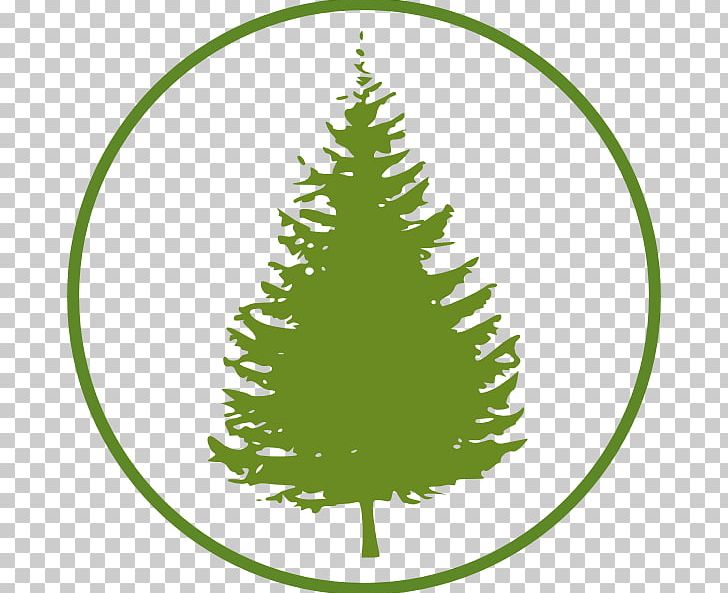 Eastern White Pine Tree Fir PNG, Clipart, Black Pine, Cedar, Christmas Decoration, Christmas Ornament, Christmas Tree Free PNG Download