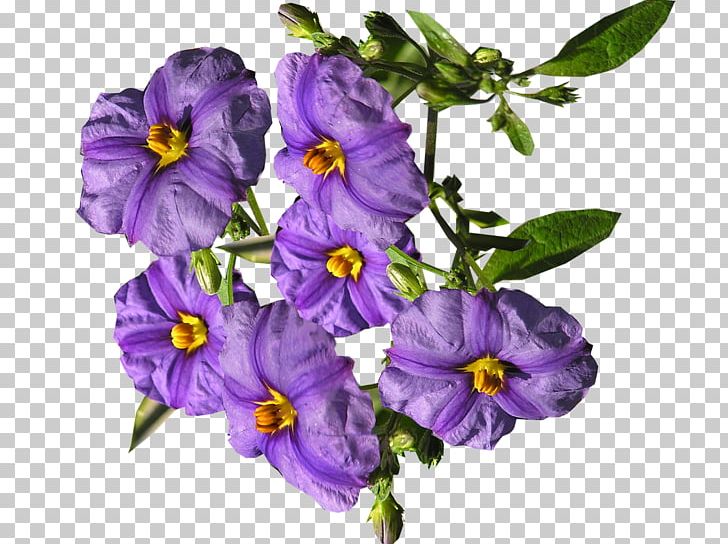Flower Shrub Purple PNG, Clipart, Art, Flower, Flowering Plant, Lilac, Photography Free PNG Download
