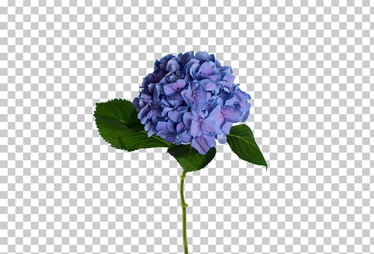 Hydrangea Sky Blue Cut Flowers Детский сад № 396 "Семицветик" PNG, Clipart, Blue, Cornales, Cut Flowers, Dostavka Tsvetov Yekaterinburg, Ecuador Free PNG Download
