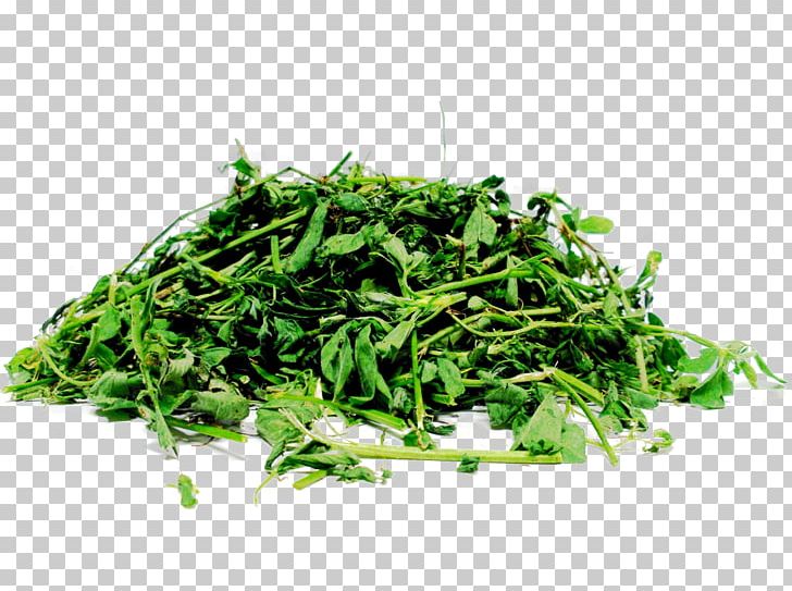 Silage Alfalfa Straw Fodder Seed PNG, Clipart, Alfalfa, Animal Feed, Aonori, Beet Pulp, Cereal Free PNG Download