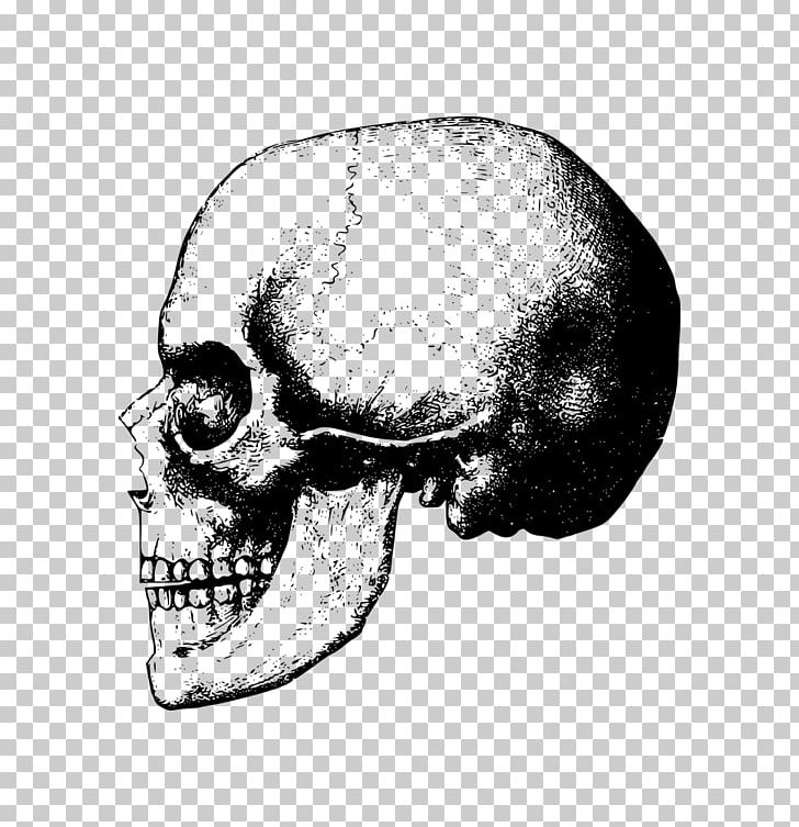 Skull Bone Skeleton PNG, Clipart, Black And White, Bone, Drawing, Fantasy, Head Free PNG Download