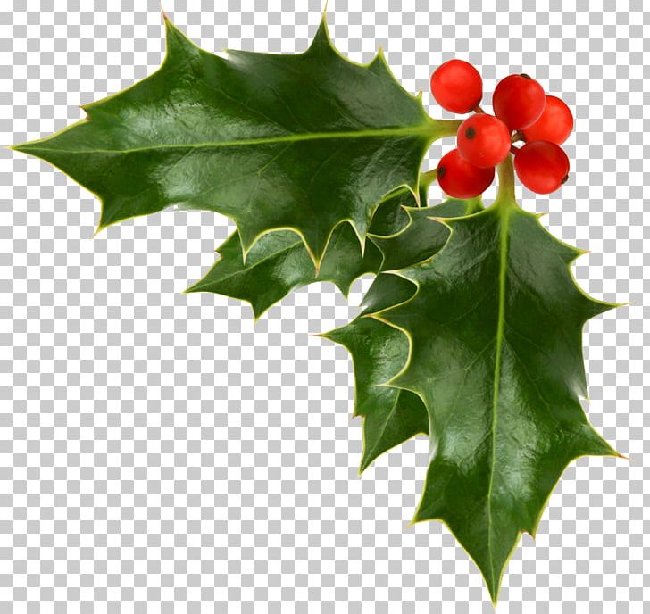 Common Holly Christmas Free Content PNG, Clipart