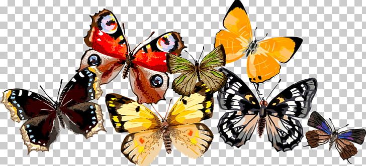Monarch Butterfly Moth Drawing PNG, Clipart, Arama, Arthropod, Brush Footed Butterfly, Butterfly, Cari Free PNG Download