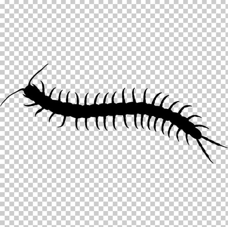 Scolopendra Gigantea Decal T-shirt Sticker Tropical Centipedes PNG, Clipart, Animal Illustrations, Black And White, Bumper Sticker, Centipedes, C J Box Free PNG Download