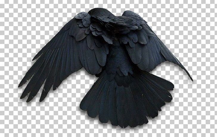 American Crow The Raven Common Raven PNG, Clipart, Amal, American Crow, Art, Art Icon, Beak Free PNG Download