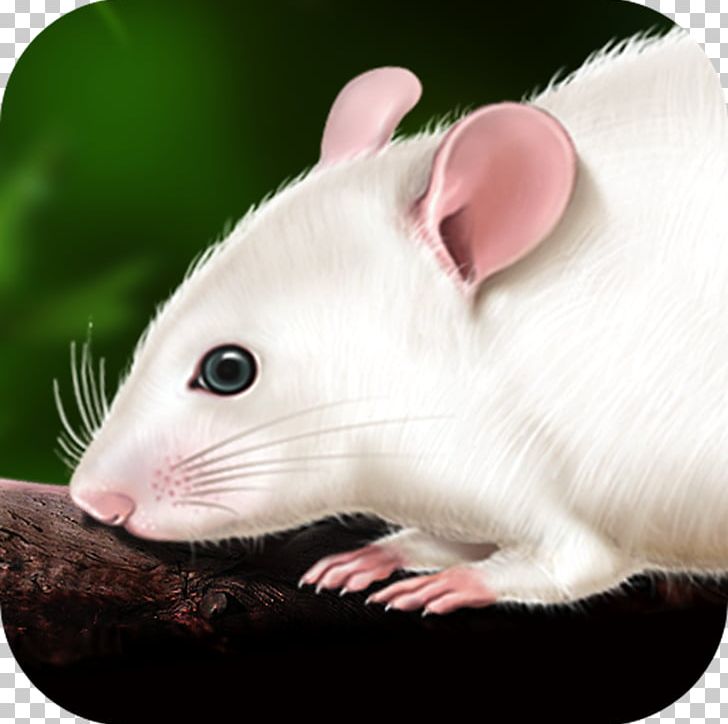 Rat Murids Mouse Dissection Anatomy PNG, Clipart, Anatomy, Animal, Animals, Apple, App Store Free PNG Download