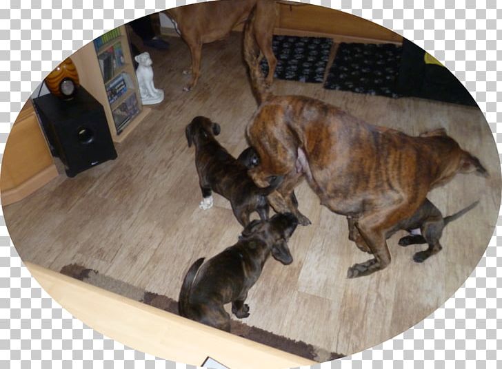 Dog Breed Boxerzwinger Von Der Großen Zeder Sporting Group Boxer-Klub Mainz E.V. PNG, Clipart, Animals, Breed, Carnivoran, Crossbreed, Dog Free PNG Download