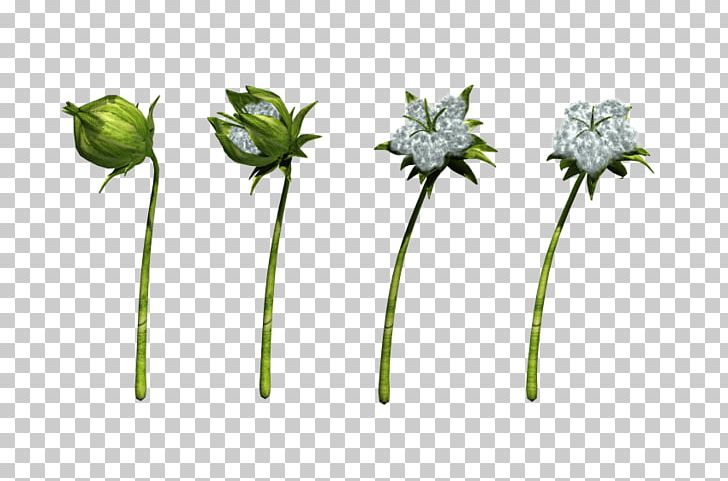 Flower Cotton Flora Plant Stem PNG, Clipart, Animation, Bamboo, Botany, Cotton, Flora Free PNG Download