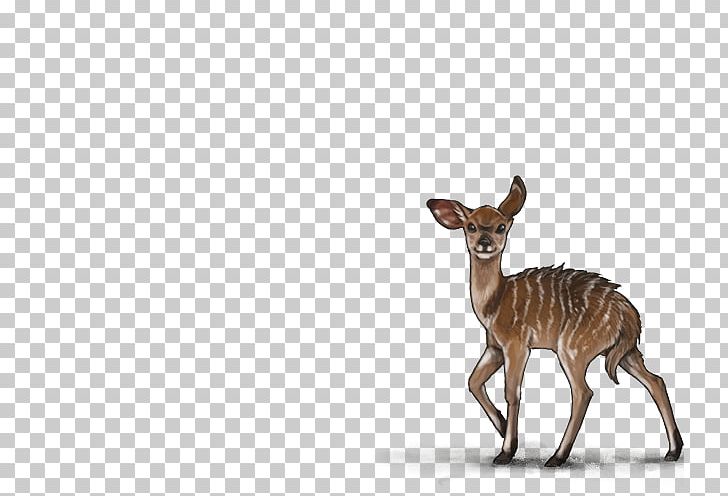 Lion White-tailed Deer Felidae Musk Deer PNG, Clipart, Animal, Animals, Antelope, Antler, Bongo Free PNG Download