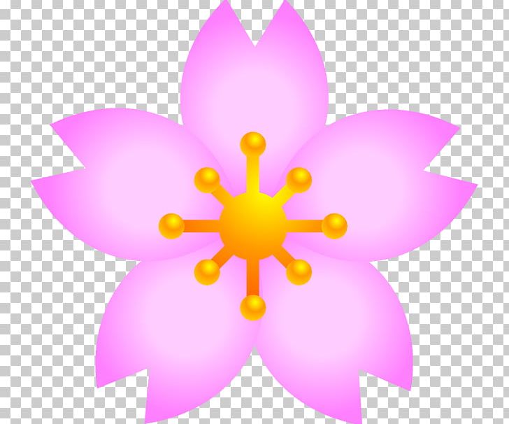 Petal Flower Cherry Blossom PNG, Clipart, April, Cherry Blossom, Download, Floower, Flower Free PNG Download
