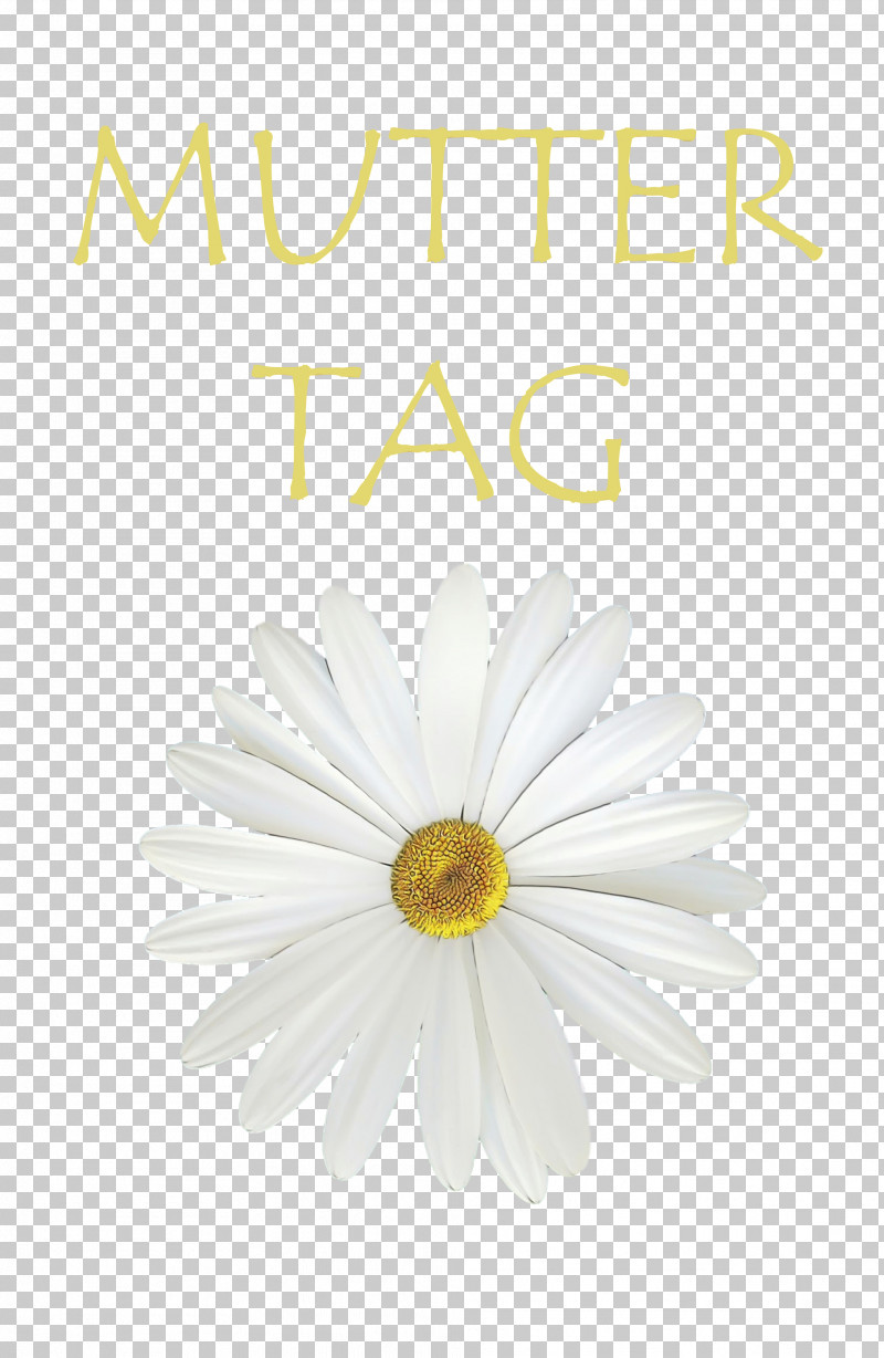 Transvaal Daisy Oxeye Daisy Chrysanthemum Petal Peru PNG, Clipart,  Free PNG Download