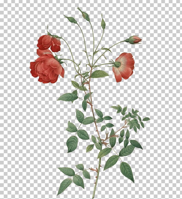 Garden Roses Cabbage Rose Flower Botanical Illustration Hybrid Tea Rose PNG, Clipart, Botany, Branch, Bud, Cut Flowers, Flora Free PNG Download