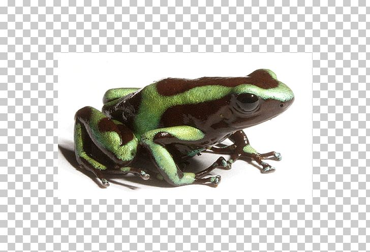 True Frog Tree Frog Toad Terrestrial Animal PNG, Clipart, Amphibian, Animal, Animals, Bullfrog, Dart Free PNG Download