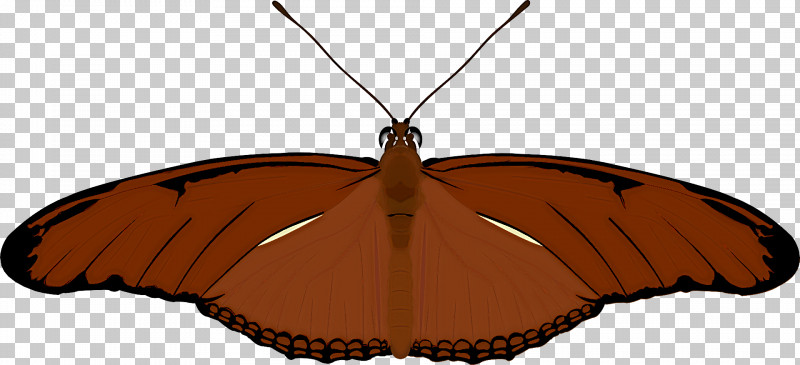 Monarch Butterfly PNG, Clipart, Borboleta, Brushfooted Butterflies, Butterflies, Caterpillar, Drawing Free PNG Download