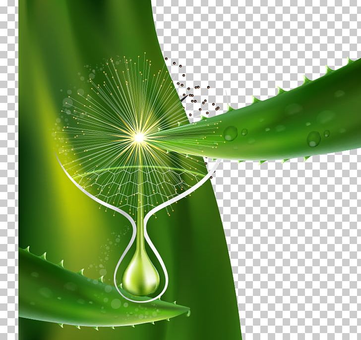 Aloe Vera Poster PNG, Clipart, Aloe Vector, Background Vector, Computer Wallpaper, Encapsulated Postscript, Fresh And Cool Free PNG Download