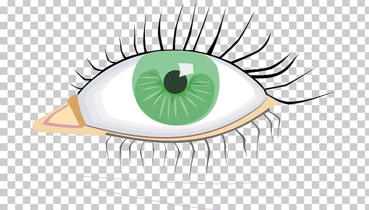 Eye Color PNG, Clipart, Drawing, Eye, Eyebrow, Eye Color, Eyelash Free PNG Download