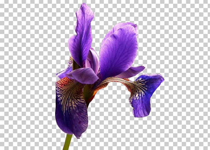 Northern Blue Flag Orris Root Violet Three-letter Acronym PNG, Clipart, Amphibian, Chomikujpl, Flower, Flowering Plant, Gimp Free PNG Download