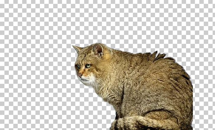 Prionailurus Bengalensis Euptilurus Wildcat Kitten Lynx PNG, Clipart, Animal, Animals, Carnivoran, Cat Like Mammal, Creative Background Free PNG Download