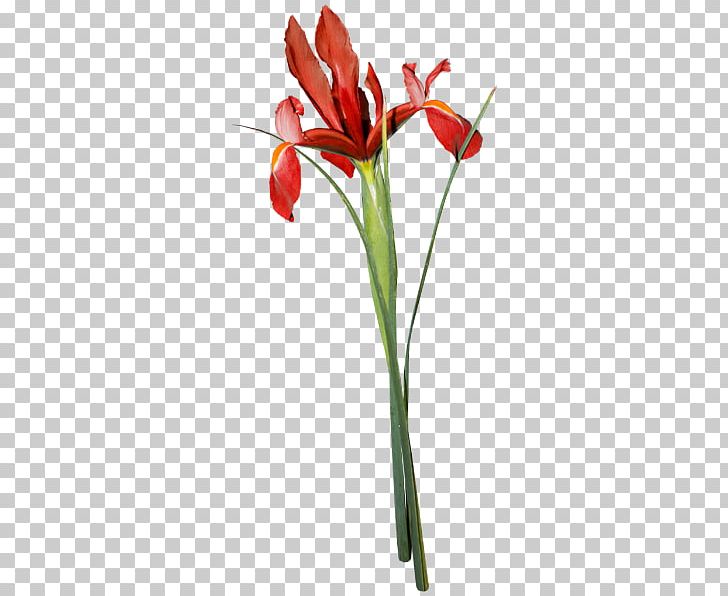 Tulip Flower Poppy Bud PNG, Clipart, Avatar, Avatar Series, Bud, Cut Flowers, Eye Free PNG Download