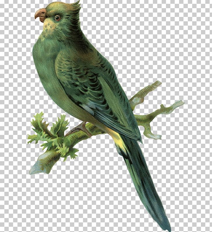 Budgerigar Parakeet Finches PNG, Clipart, American Sparrows, Animal, Beak, Bird, Budgerigar Free PNG Download