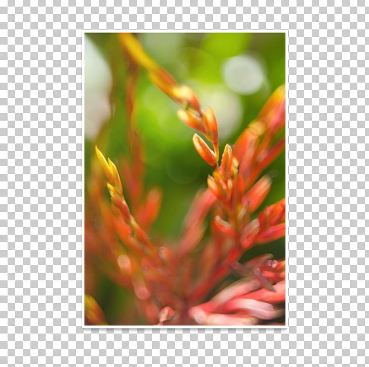Flower Close-up Plant Stem PNG, Clipart, Closeup, Flora, Flower, Peacock, Plant Free PNG Download