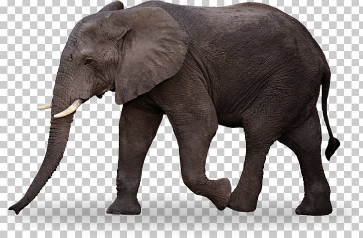 Indian Elephant African Bush Elephant Kids Coloring Book For Kids Child PNG, Clipart, African Bush Elephant, African Elephant, African Elephant Herd, Animal, Animals Free PNG Download