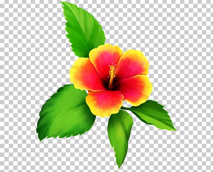 Shoeblackplant Flower PNG, Clipart, China Rose, Chinese Hibiscus, Encapsulated Postscript, Hibiscus, Image File Formats Free PNG Download