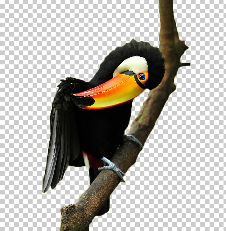 Parrot Bird Toucan PNG, Clipart, Animals, Backgr, Beak, Black, Black Background Free PNG Download