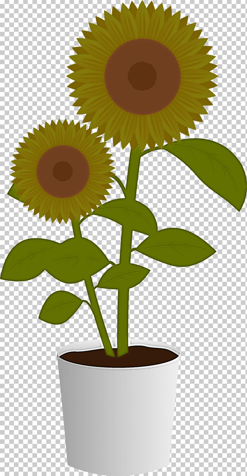 Sunflower PNG, Clipart, Asterales, Cartoon, Daisy Family, Flower, Flowerpot Free PNG Download