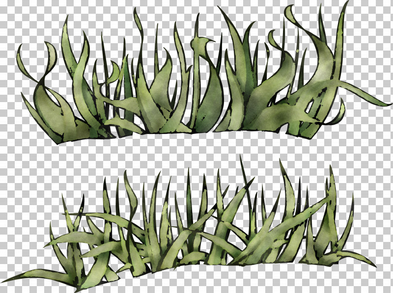 Aloe Vera PNG, Clipart, Aloes, Aloe Vera, Biology, Commodity, Grasses Free PNG Download