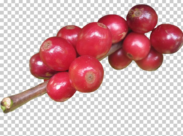 Arabica Coffee Espresso Mate Cranberry PNG, Clipart, Antioxidant, Arabica Coffee, Berry, Cherry, Coffee Free PNG Download