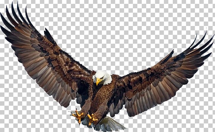 Bald Eagle Golden Eagle Eagle Flight Philippine Eagle Png Clipart Accipitriformes Animal Animals Bald Eagle Beak