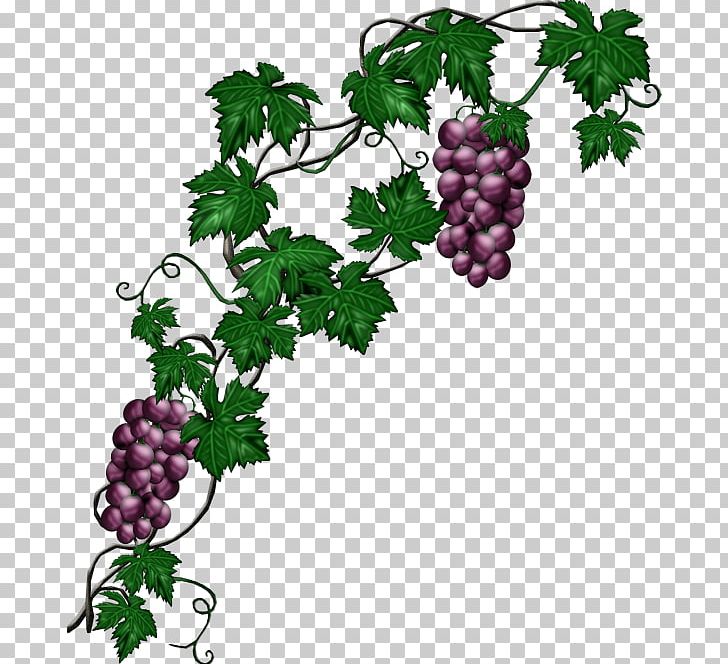 Common Grape Vine Plant PNG, Clipart, Black Grapes, Branch, Common Grape Vine, Encapsulated Postscript, Flowering Plant Free PNG Download