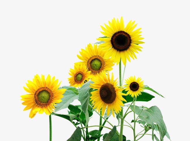 Painted Sunflowers PNG, Clipart, Flowers, Hand Painted, Hand Painted Flowers, Leaf, Painted Clipart Free PNG Download