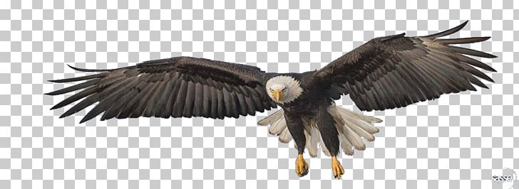 The Golden Eagle PNG, Clipart, Accipitriformes, Animals, Bald Eagle, Beak, Bird Free PNG Download