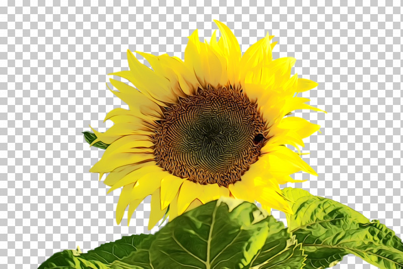 Common Sunflower Sunflower Seed Annual Plant Plants Biology PNG, Clipart, Annual Plant, Biology, Common Sunflower, Paint, Plants Free PNG Download