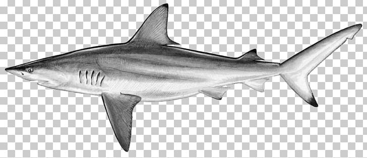 Blacktip Shark Silky Shark Blacktip Reef Shark Dusky Shark PNG, Clipart, Black And White, Blacktip Reef Shark, Blacktip Shark, Fauna, Isurus Oxyrinchus Free PNG Download