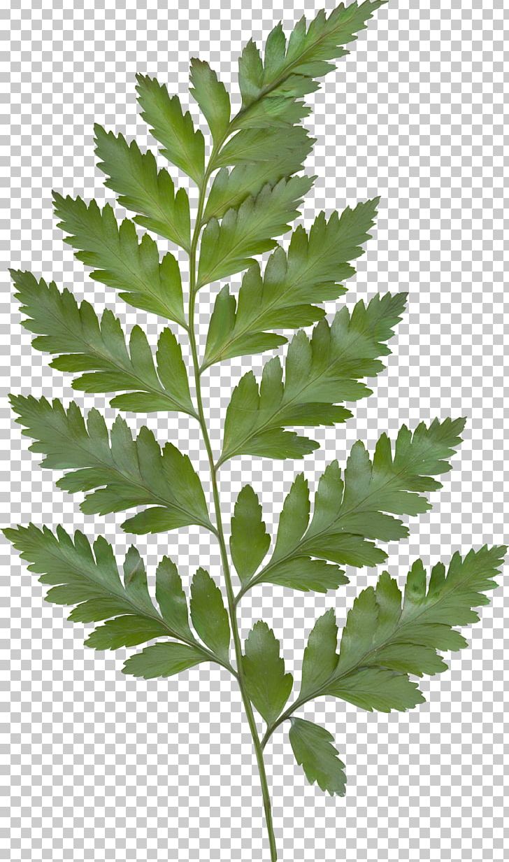 Leaf Green PNG, Clipart, Clip Art, Color, Curry Tree, Fern, Ferns And Horsetails Free PNG Download