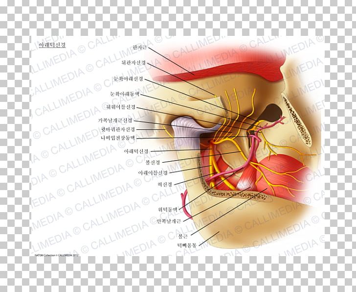 Mandibular Nerve Mandible Inferior Alveolar Nerve Lateral Pterygoid Muscle PNG, Clipart, Anatomy, Ear, Inferior Alveolar Nerve, Infraorbital Nerve, Jaw Free PNG Download