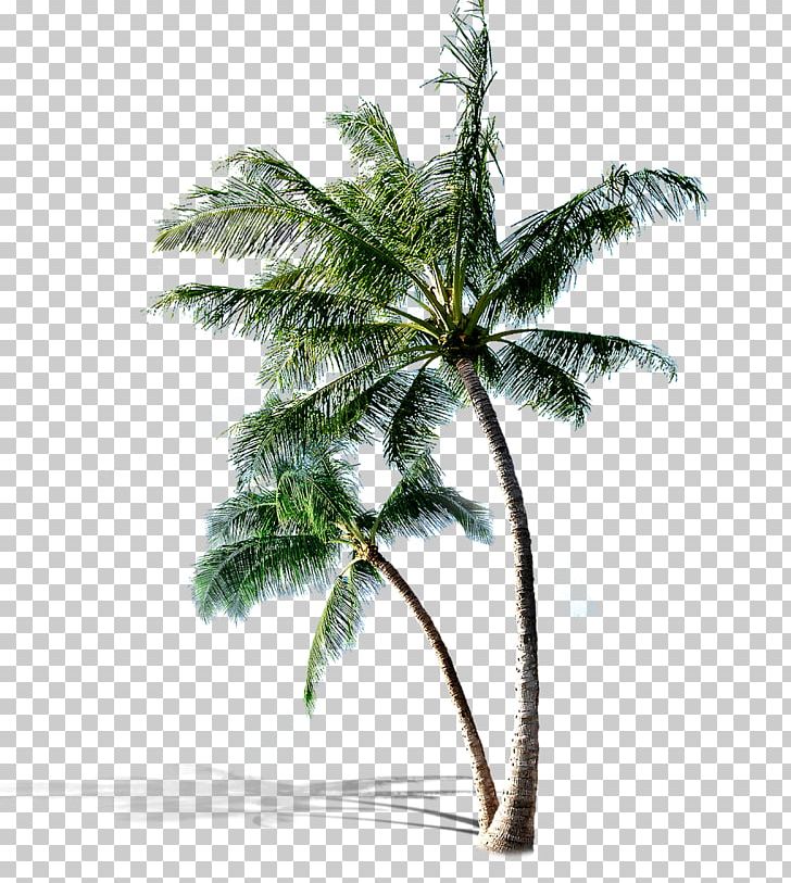 Tree PNG, Clipart, Adobe Flash, Arecales, Branch, Clip Art, Coco Free PNG Download